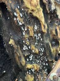 Attēlu rezultāti vaicājumam “Propolis farinosa”