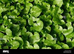 Attēlu rezultāti vaicājumam “Ficaria verna leaf”