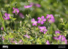 Attēlu rezultāti vaicājumam “Geranium palustre flower”