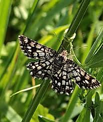 Attēlu rezultāti vaicājumam “Chiasmia clathrata”