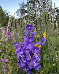 Image result for Campanula persicifolia