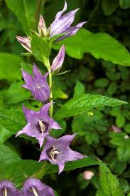 Attēlu rezultāti vaicājumam “Campanula latifolia leaf”