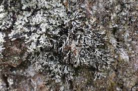 Attēlu rezultāti vaicājumam “Hypogymnia vittata”