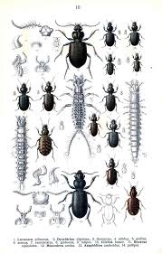 Attēlu rezultāti vaicājumam “Broscus cephalotes”