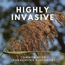 Attēlu rezultāti vaicājumam “Phragmites communis fruit”