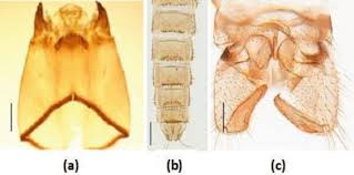 Attēlu rezultāti vaicājumam “Chironomidae imago”