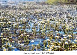 Attēlu rezultāti vaicājumam “Batrachium circinatum flower”