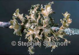 Attēlu rezultāti vaicājumam “Tuckermannopsis chlorophylla”