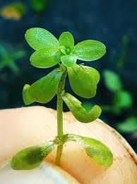 Attēlu rezultāti vaicājumam “Callitriche cophocarpa”