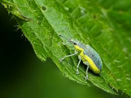Attēlu rezultāti vaicājumam “Chlorophanus viridis”