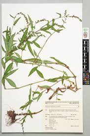 Attēlu rezultāti vaicājumam “Persicaria hydropiper”