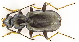 Attēlu rezultāti vaicājumam “Loricera pilicornis”