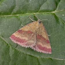 Attēlu rezultāti vaicājumam “Phytometra viridaria”