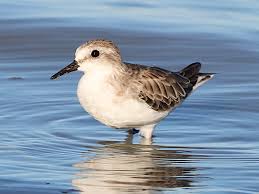 Image result for Calidris ruficollis