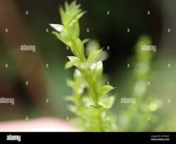 Attēlu rezultāti vaicājumam “Bryum weigelii”