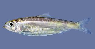 Image result for Alosa alabamae