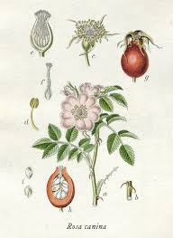 Attēlu rezultāti vaicājumam “Rosa canina”