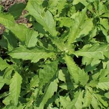 Image result for Chenopodium ambrosioides