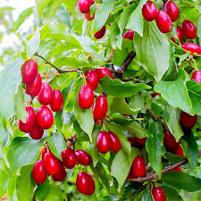 Attēlu rezultāti vaicājumam “Cornus mas fruit”