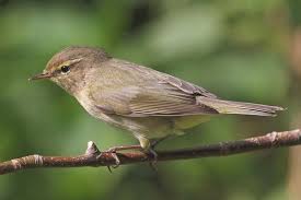 Attēlu rezultāti vaicājumam “Phylloscopus collybita adult”