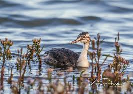 Attēlu rezultāti vaicājumam “Podiceps cristatus juvenile”