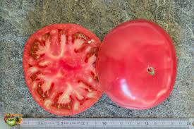 Afbeeldingsresultaat voor caspian pink tomato