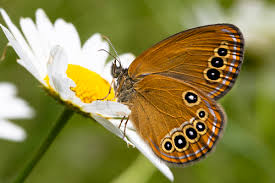 Attēlu rezultāti vaicājumam “Coenonympha hero underside”