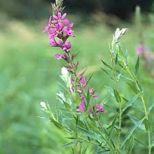 Attēlu rezultāti vaicājumam “Lythrum salicaria leaf”