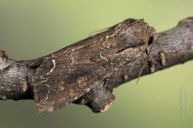 Attēlu rezultāti vaicājumam “Lacanobia suasa”