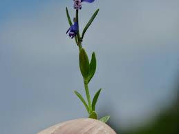 Attēlu rezultāti vaicājumam “Polygala vulgaris leaf”
