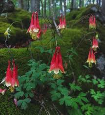 Attēlu rezultāti vaicājumam “Isopyrum thalictroides leaf”