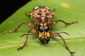 Attēlu rezultāti vaicājumam “Anthribidae”