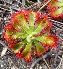 Attēlu rezultāti vaicājumam “Droseraceae”