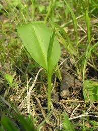 Attēlu rezultāti vaicājumam “Ophioglossum vulgatum”