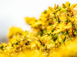 Attēlu rezultāti vaicājumam “Hypericum perforatum”