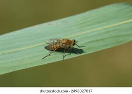 Attēlu rezultāti vaicājumam “Therevidae”