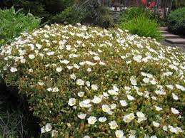 Attēlu rezultāti vaicājumam “Cistaceae”