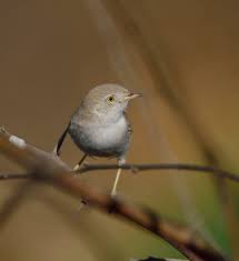 Image result for Sylvia nana