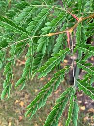 Attēlu rezultāti vaicājumam “Gleditsia triacanthos leaf”