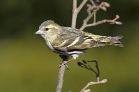 Attēlu rezultāti vaicājumam “Carduelis spinus female”