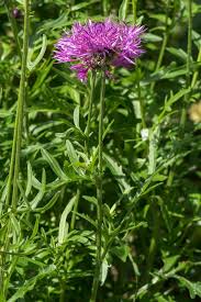 Attēlu rezultāti vaicājumam “Centaurea scabiosa leaf”