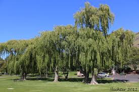 Attēlu rezultāti vaicājumam “Salix x sepulcralis”