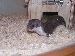 Attēlu rezultāti vaicājumam “Mustela nivalis”