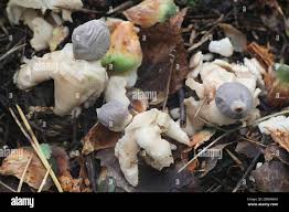Attēlu rezultāti vaicājumam “Geastrum quadrifidum”
