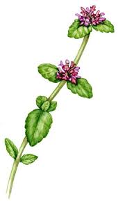 Attēlu rezultāti vaicājumam “Clinopodium vulgare leaf”