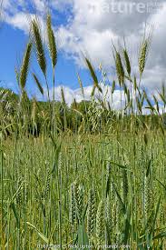 Attēlu rezultāti vaicājumam “Hordeum vulgare”