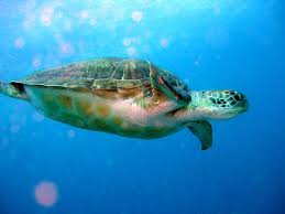 Image result for Chelonia mydas
