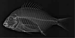 Image result for Diplodus lineatus