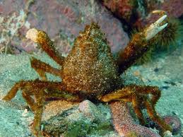 Image result for Hyas araneus