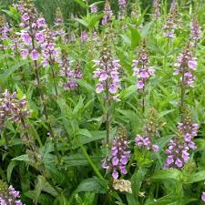 Attēlu rezultāti vaicājumam “Stachys palustris”